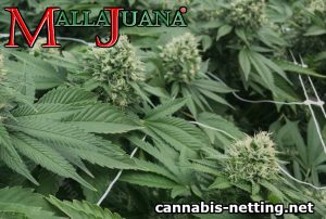 cannabis netting