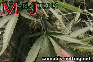 health remedies with cannabis
