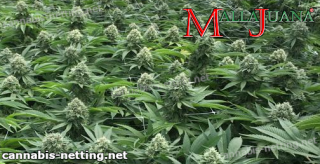mallajuana tutoring cannabis cropfield
