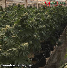 cannabis plants using malllajuana net for support