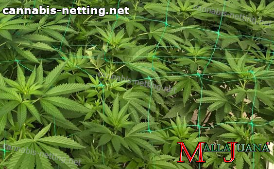 support net helping to cannabis crops in growth them