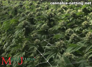 cannabis crops using mallajuana support net