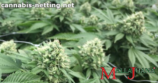 cannabis cropfield tutoring by mallajuana