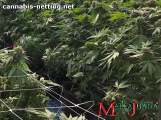 cannabis crops with mallajuana support net