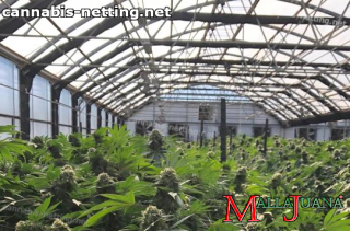 cannabis cropfield in greenhouse using support net