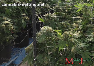 cannabis crops in vertical support with mallajuana