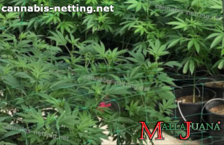 cannabis crops in greenhouse tutoring by mallajuana support net