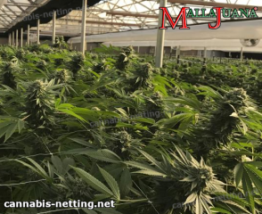 mallajuana net used on cannabis crops