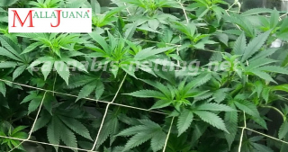 marihuana trellis help to the good tutoring of the plant