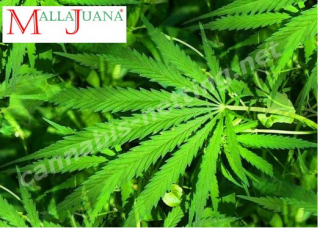 cannabis netting for provide the growth of the plant