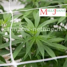 marihuana trellis keeps the good growth of the plant