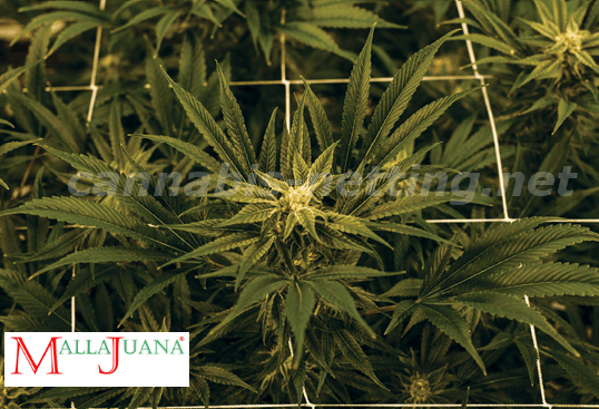 cannabis netting providing tutoring for the good growth of the plant