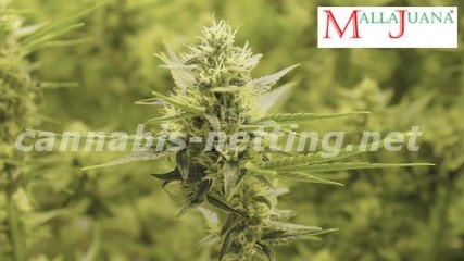 cannabis netting Helps to get the plant have a uniform distribution of sun