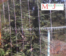 marihuana trellis protecting and get a good growth for the plant.
