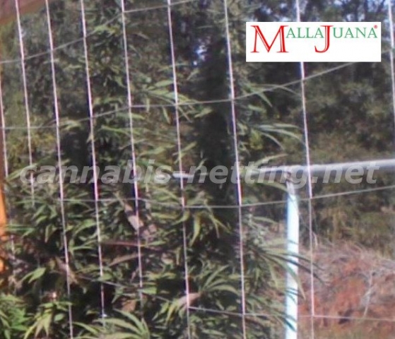 marihuana trellis protecting and get a good growth for the plant.
