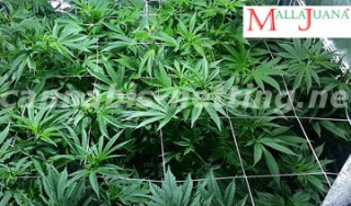 marihuana trellis for the good tutoring for the good growth of the plant