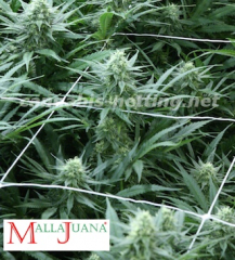 marihuana trellis for tutoring of crops
