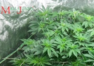 tutoring the crops with marihuana trellis