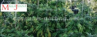 marihuana trellis help a get a good growth of the plant